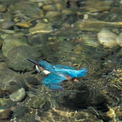 Der Eisvogel ist ein Nahrungsgast im Schutzgebiet.