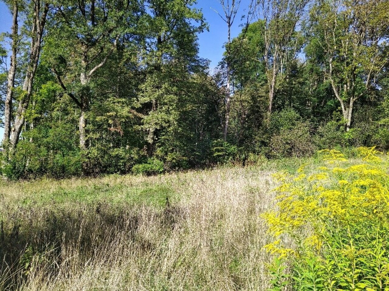 Neophyten wie die Goldrute drängen zunehmend in die Fläche ein und bedrohen die Artenvielfalt der Mähwiese. Im Biodiversitätsprojekt "Moor4Klagenfurt" werden entsprechende Pflegemaßnahmen umgesetzt.