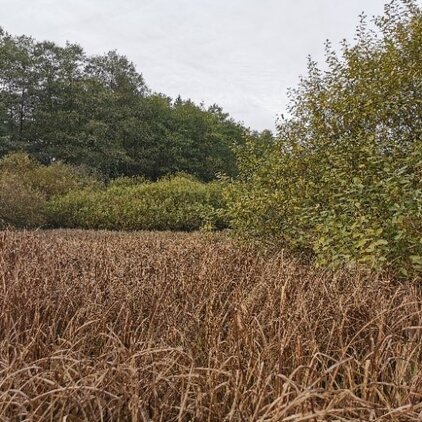 Abbildung 5: Großseggenried, Weidengebüsch und Waldrand am Ziegelteich Hörtendorf.