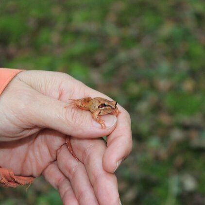 Abbildung 7: Juveniler Springfrosch.