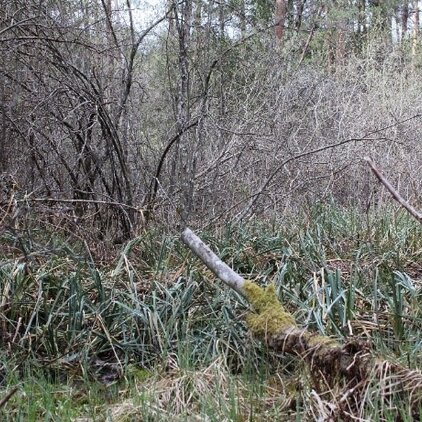 Abbildung 10: Weidenbruchwald, Schneidried und Großseggensumpf geben den Amphibien Deckung im Sommer.