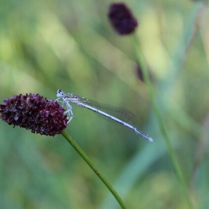 Blaue Federlibelle auf Großem Wiesenknopf.