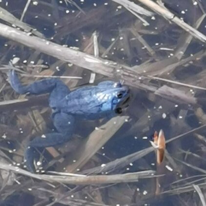 Der Balkan-Moorfrosch tritt selten in den Tümpeln der Bruchwälder auf.