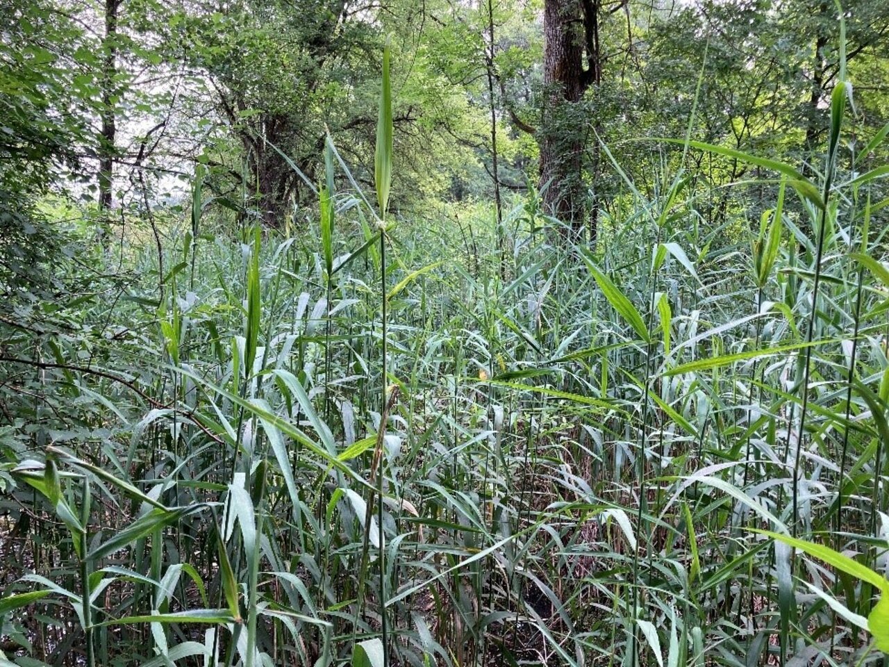 Der dichte Schilfbestand im Bruchwald bietet der Bauchigen Windelschnecke einen passenden Lebensraum.